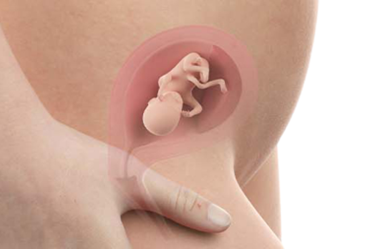 15 weeks pregnant