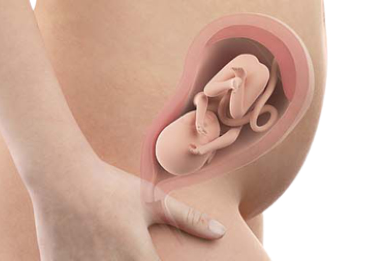 25 weeks pregnant